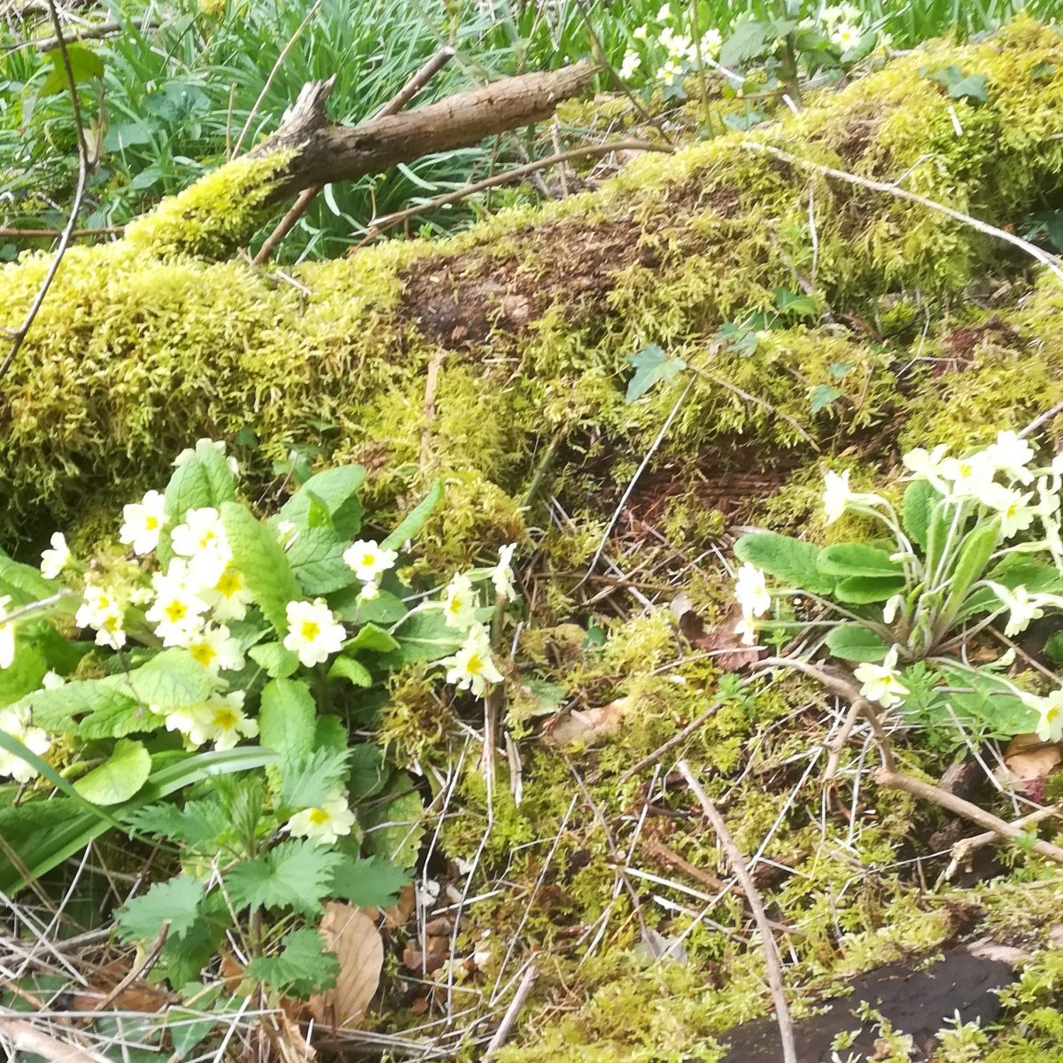 spring woodland & bloosoms from Leslie Shaw