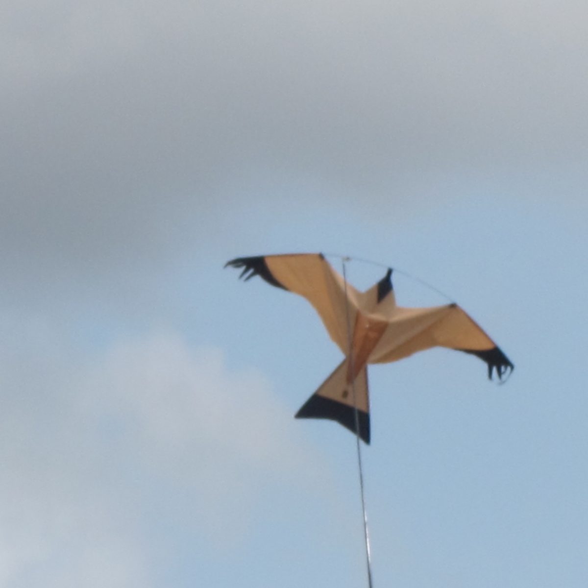 Bristol, Bird kite