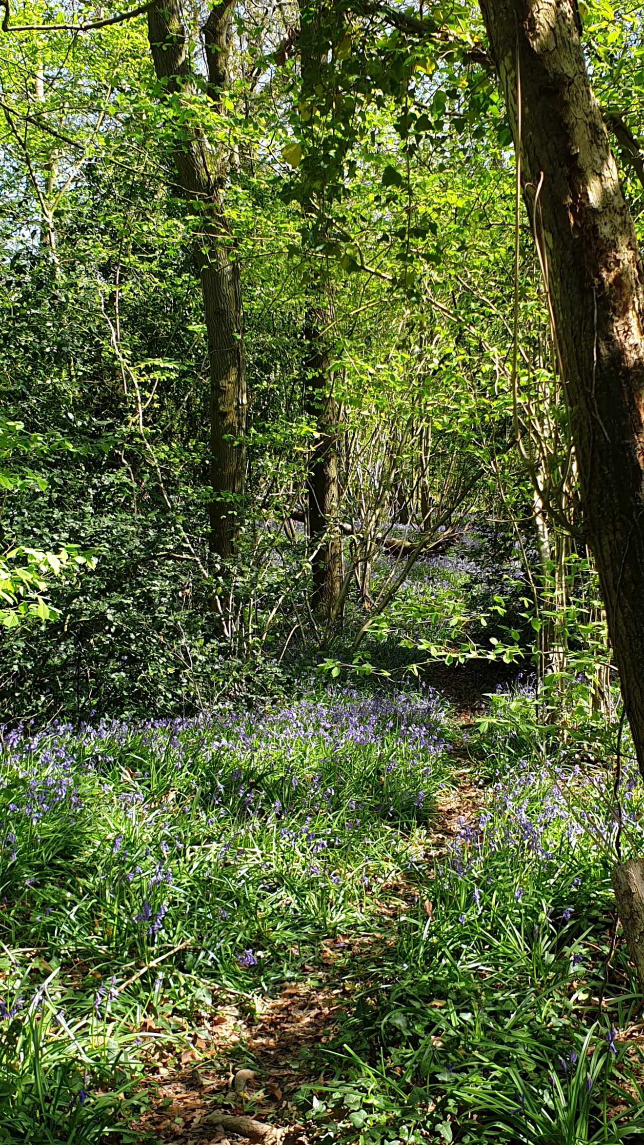 Fiona's walk - The bluebells are all out in the woods now and look amazing. I find that walking every day alone, there is so much to look at and marvel at!
