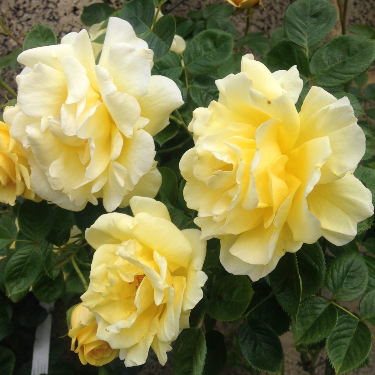 Gardners Glory Rose -- Ted Haines