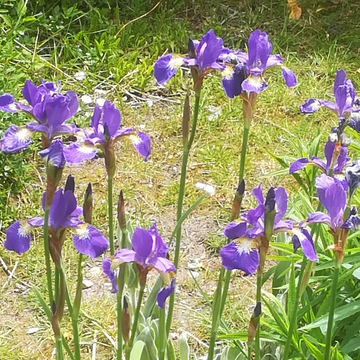 Leslie Shaw's irises