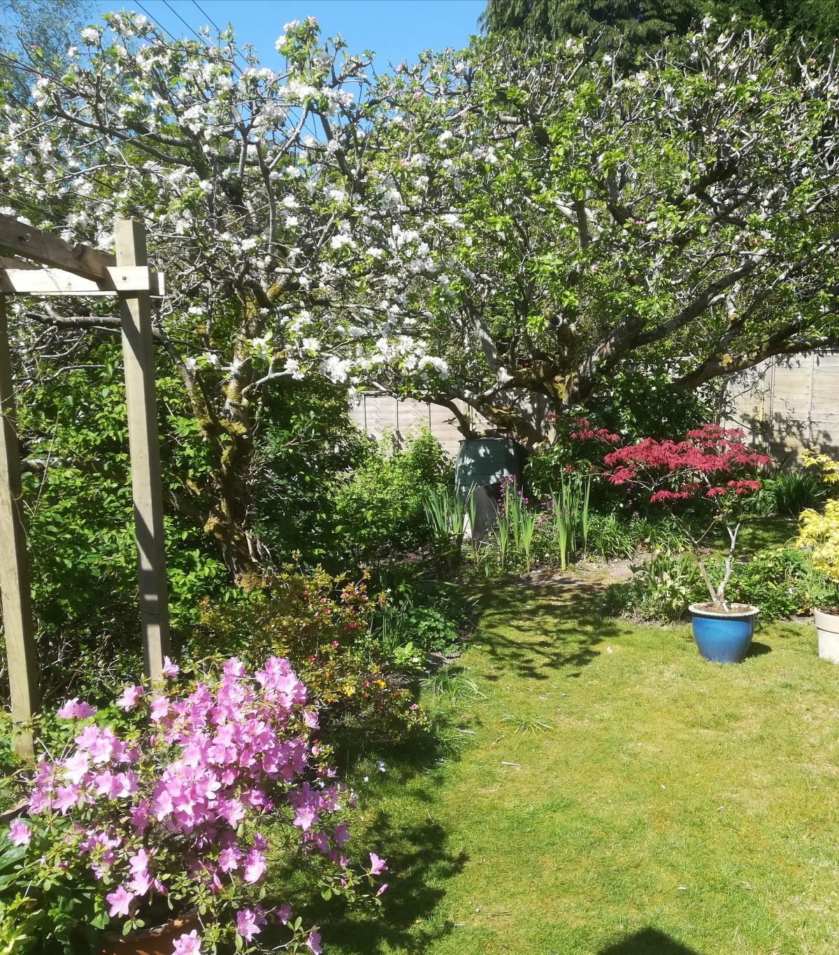 My garden - Leslie Shaw