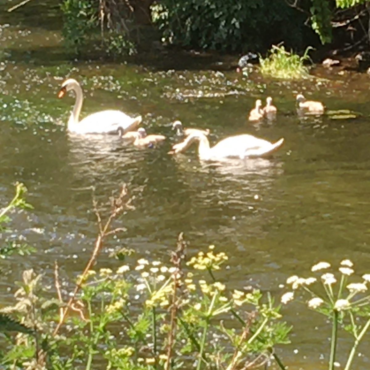 Swans and signets May 2020 - Rose Grandfield
