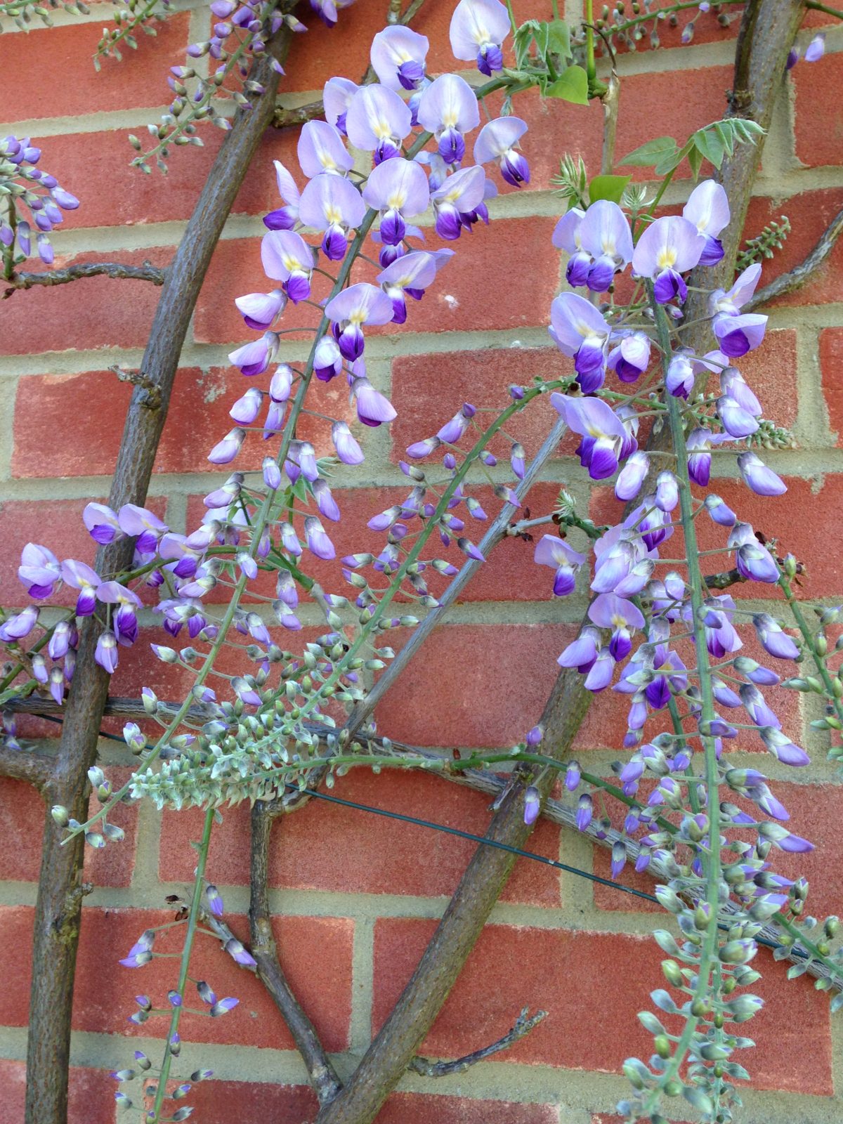 blooming wisteria - Ted Haines