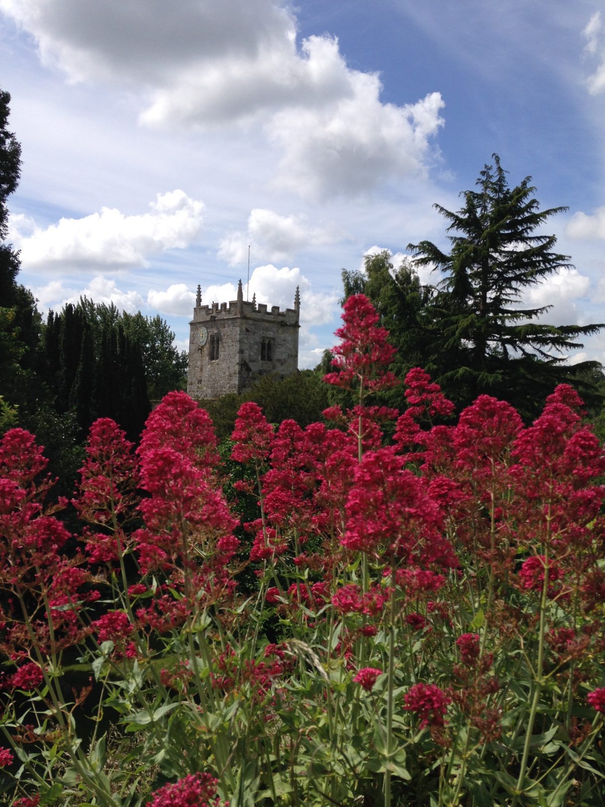 Wild valerian fronting East Knoyle church tower - Ted Haines