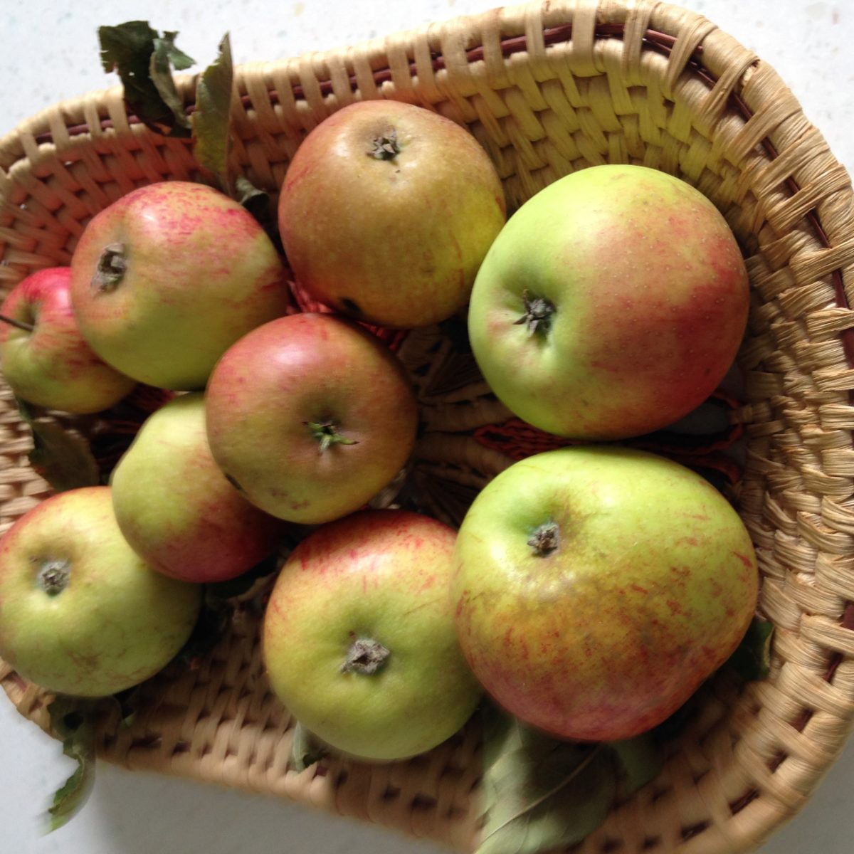 Haines Apple harvest