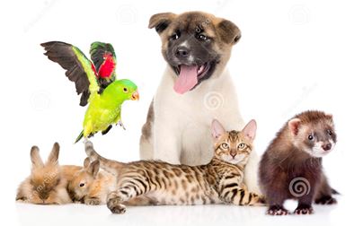 Order of Service 11 October & link - Blessing of Animals