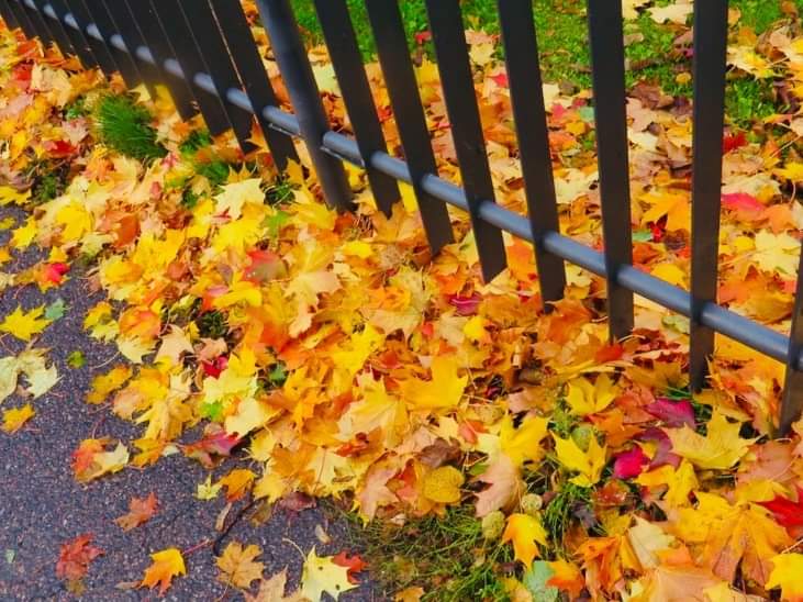 Autumn leaves - Carol Kreis