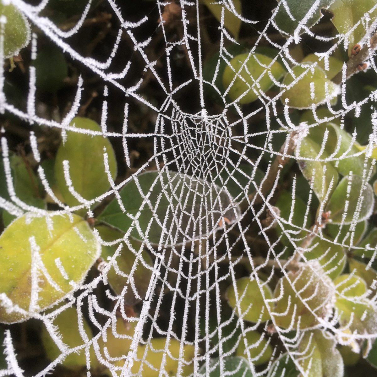 frost-laced web 6