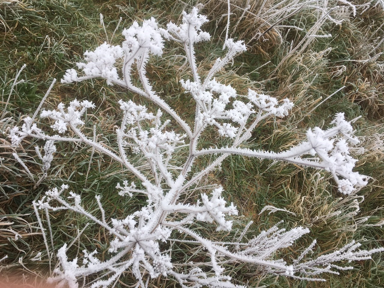 frosty branch