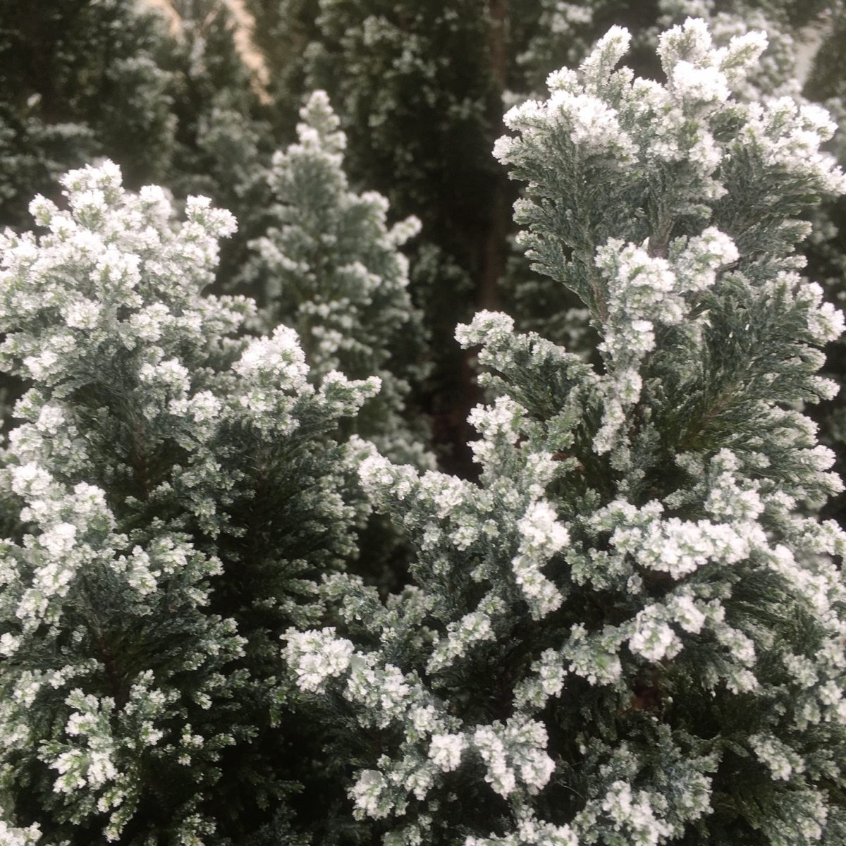 frosty bush 2