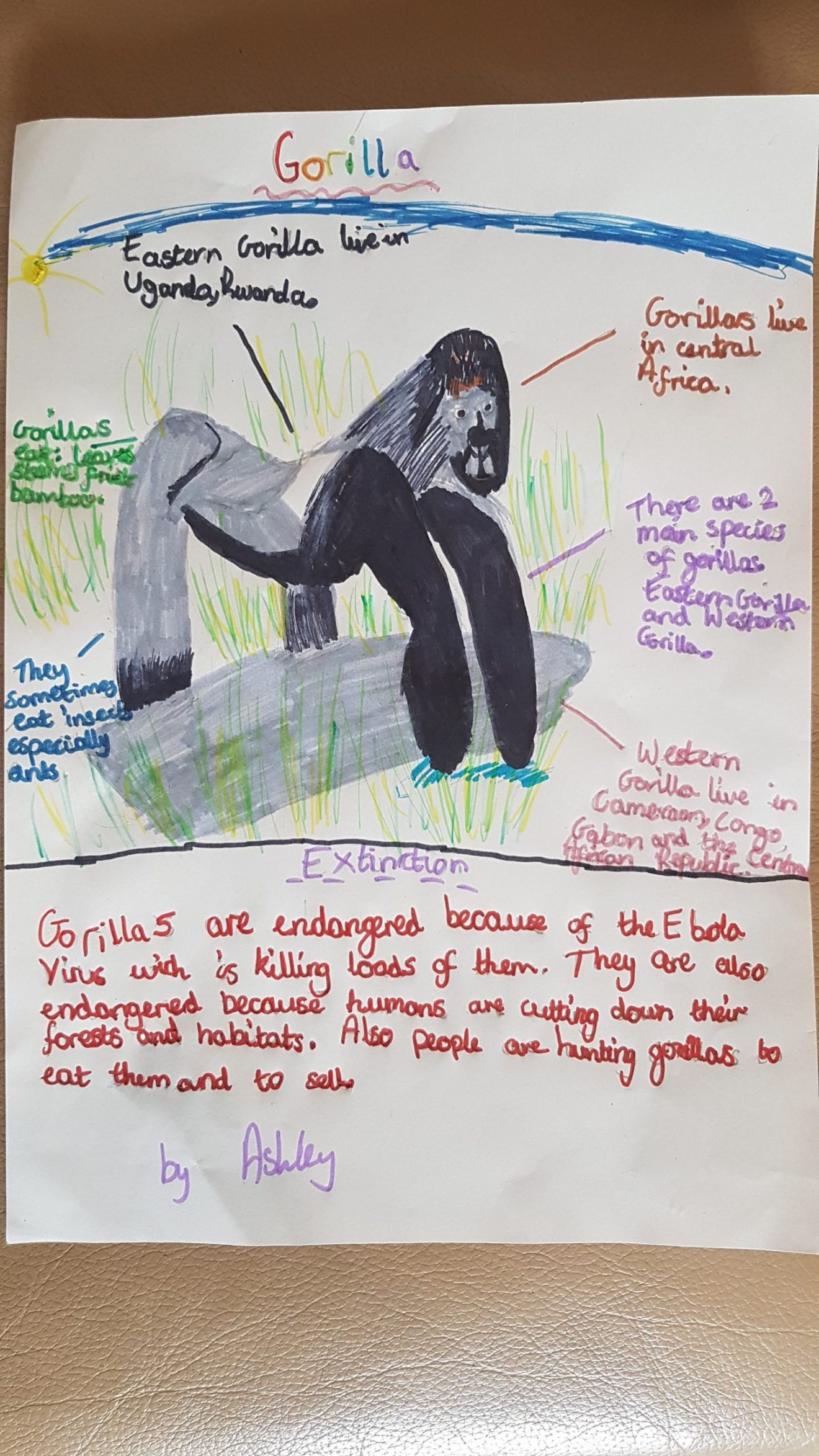 Endangered Gorilla -- Ashley Fai