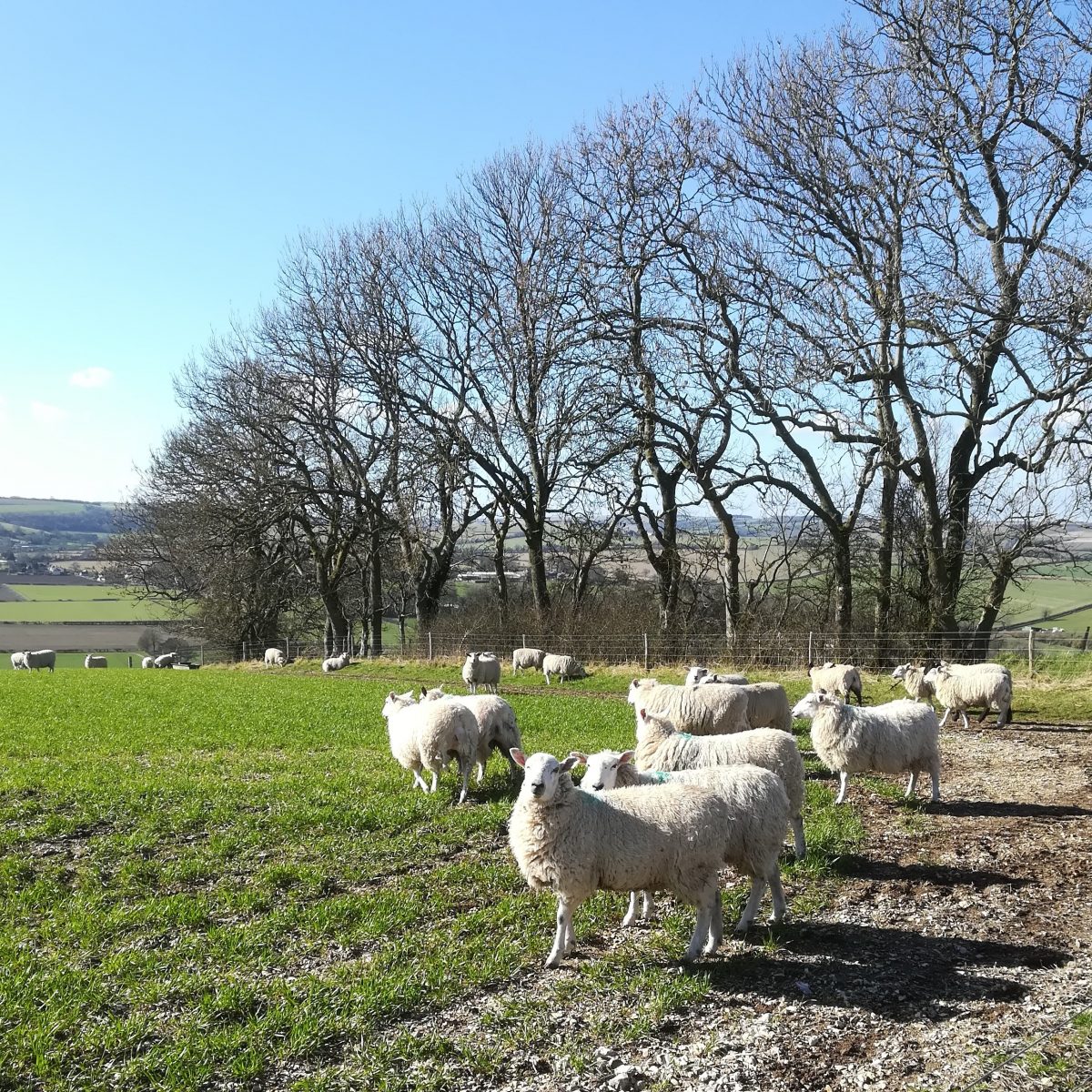 Sheep near Broad Chalke -- Leslie Shaw, UK