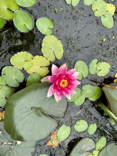 13. Lilypad in the pond