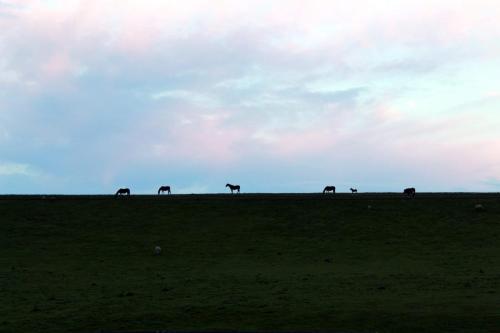 15. Horses on a Spring Evening