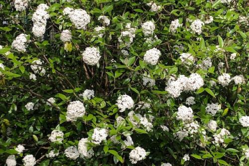 24. Blossom in Wilton Park