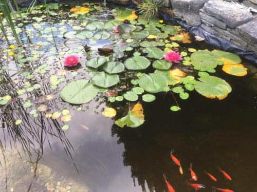 51. Lilypads in bloom