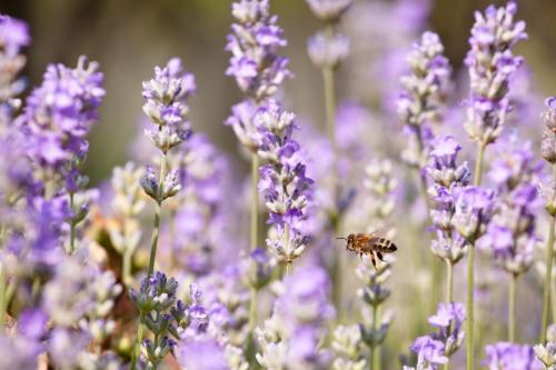 53. Bee in the Lavender, Mottisfont