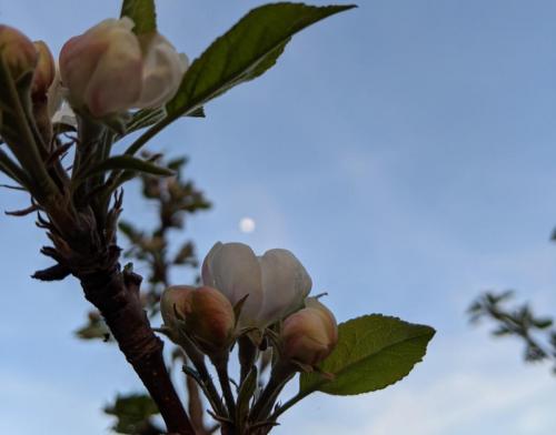 59. First Apple Blossom of Spring