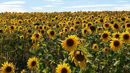 94. Sunflowers on Salisbury Plain